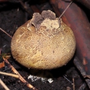 Scleroderma sp. at ANBG - 19 Jun 2024