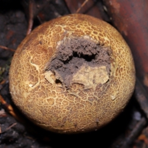 Scleroderma sp. at ANBG - 19 Jun 2024