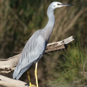 Egretta novaehollandiae at Jeremadra, NSW - 9 Jun 2024