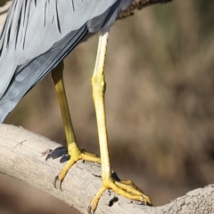 Egretta novaehollandiae at Jeremadra, NSW - 9 Jun 2024 03:03 PM