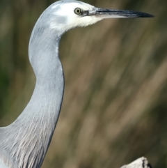 Egretta novaehollandiae at Jeremadra, NSW - 9 Jun 2024