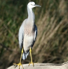 Egretta novaehollandiae at Jeremadra, NSW - 9 Jun 2024