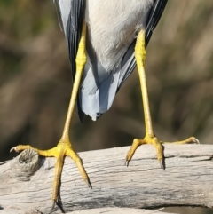 Egretta novaehollandiae at Jeremadra, NSW - 9 Jun 2024