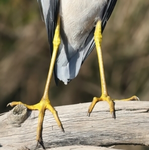 Egretta novaehollandiae at Jeremadra, NSW - 9 Jun 2024 03:03 PM