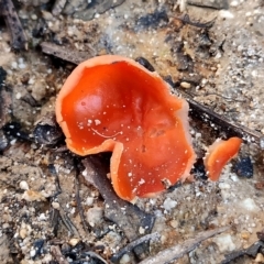Aleuria sp. (An Orange peel fungus) at Gulaga National Park - 18 Jun 2024 by Teresa