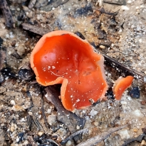 Aleuria sp. (genus) at Gulaga National Park - 18 Jun 2024