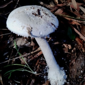 Amanita farinacea at Gulaga National Park - 18 Jun 2024 11:09 AM