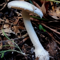 Amanita farinacea at Gulaga National Park - 18 Jun 2024 11:09 AM