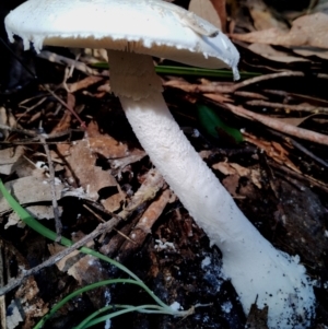 Amanita farinacea at Gulaga National Park - 18 Jun 2024 11:09 AM