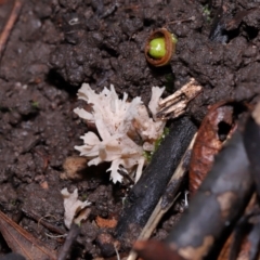 Unidentified Coralloid fungus, markedly branched at Acton, ACT - 19 Jun 2024 by TimL