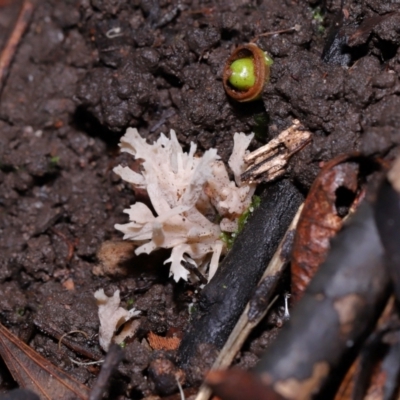 Clavulina sp. (A coral fungus) at ANBG - 19 Jun 2024 by TimL