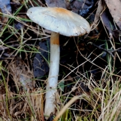 Cortinarius rotundisporus (Elegant Blue Webcap) at Narooma, NSW - 18 Jun 2024 by Teresa