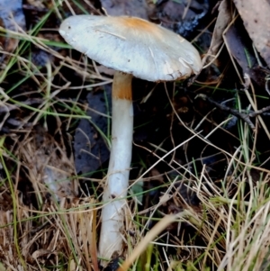 Cortinarius rotundisporus at Narooma, NSW - 18 Jun 2024