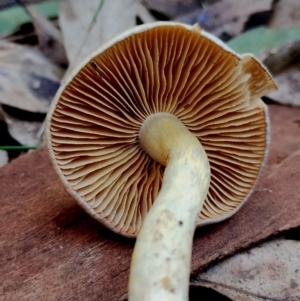 Cortinarius rotundisporus at Narooma, NSW - 18 Jun 2024