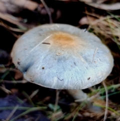 Cortinarius rotundisporus at Narooma, NSW - 18 Jun 2024