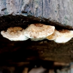 Unidentified Shelf-like to hoof-like & usually on wood at Gulaga National Park - 18 Jun 2024 by Teresa