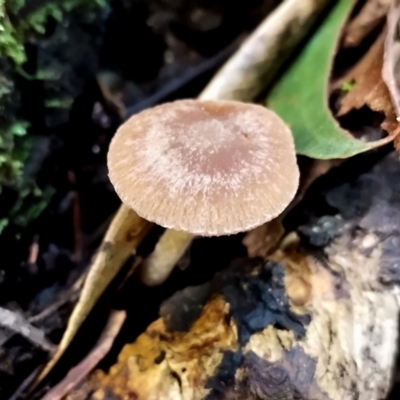 Unidentified Cap on a stem; gills below cap [mushrooms or mushroom-like] at Gulaga National Park - 18 Jun 2024 by Teresa