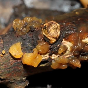 Gelatinous, on wood – genus uncertain at ANBG - 19 Jun 2024