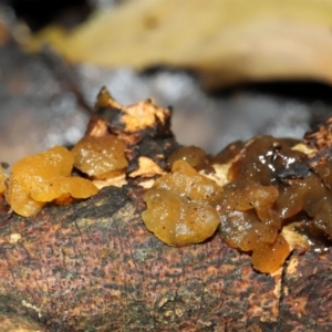 Gelatinous, on wood – genus uncertain at ANBG - 19 Jun 2024