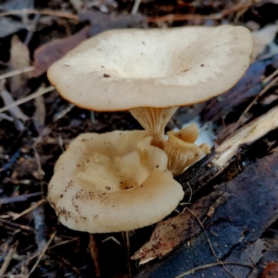 Unidentified Cap on a stem; gills below cap [mushrooms or mushroom-like] at Narooma, NSW - 18 Jun 2024 by Teresa