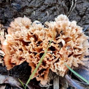 Podoscypha petalodes at Gulaga National Park - 18 Jun 2024