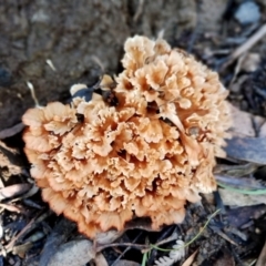 Podoscypha petalodes at Gulaga National Park - 18 Jun 2024