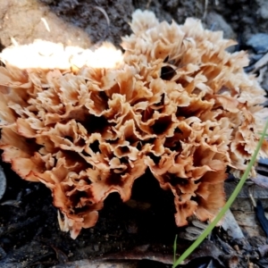 Podoscypha petalodes at Gulaga National Park - 18 Jun 2024