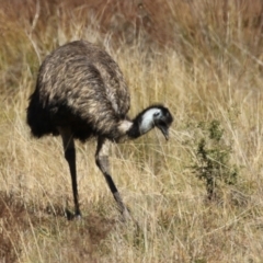 Dromaius novaehollandiae (Emu) at Tidbinbilla Nature Reserve - 18 Jun 2024 by RodDeb