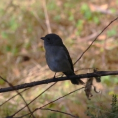 Pachycephala pectoralis (Golden Whistler) at Tidbinbilla Nature Reserve - 18 Jun 2024 by RodDeb