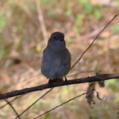 Pachycephala pectoralis at Tidbinbilla Nature Reserve - 18 Jun 2024