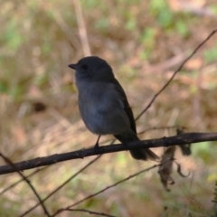 Pachycephala pectoralis at Tidbinbilla Nature Reserve - 18 Jun 2024