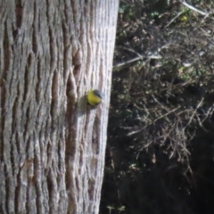 Eopsaltria australis (Eastern Yellow Robin) at Tidbinbilla Nature Reserve - 18 Jun 2024 by RodDeb