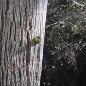 Eopsaltria australis at Tidbinbilla Nature Reserve - 18 Jun 2024