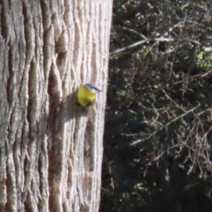 Eopsaltria australis at Tidbinbilla Nature Reserve - 18 Jun 2024