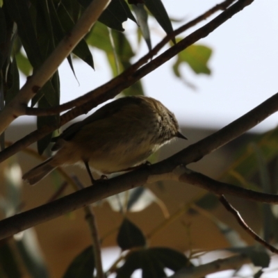 Acanthiza lineata (Striated Thornbill) at Tidbinbilla Nature Reserve - 18 Jun 2024 by RodDeb