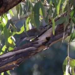 Colluricincla harmonica (Grey Shrikethrush) at Tidbinbilla Nature Reserve - 18 Jun 2024 by RodDeb