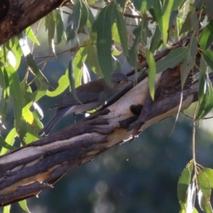 Colluricincla harmonica at Tidbinbilla Nature Reserve - 18 Jun 2024