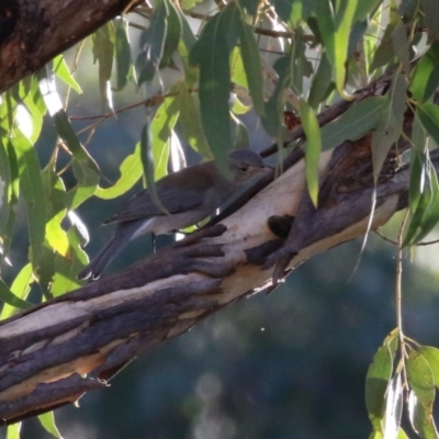 Colluricincla harmonica (Grey Shrikethrush) at Tidbinbilla Nature Reserve - 18 Jun 2024 by RodDeb