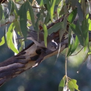 Colluricincla harmonica at Tidbinbilla Nature Reserve - 18 Jun 2024