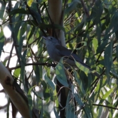 Colluricincla harmonica at Tidbinbilla Nature Reserve - 18 Jun 2024