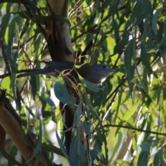 Colluricincla harmonica at Tidbinbilla Nature Reserve - 18 Jun 2024