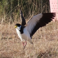 Vanellus miles (Masked Lapwing) at Tidbinbilla Nature Reserve - 18 Jun 2024 by RodDeb