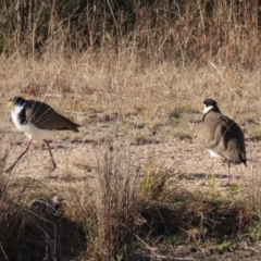 Vanellus miles at Tidbinbilla Nature Reserve - 18 Jun 2024