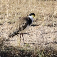 Vanellus miles at Tidbinbilla Nature Reserve - 18 Jun 2024