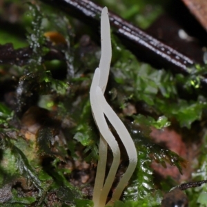 Clavaria redoleoalii at ANBG - 19 Jun 2024 12:46 PM