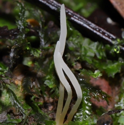 Clavaria redoleoalii at ANBG - 19 Jun 2024 by TimL