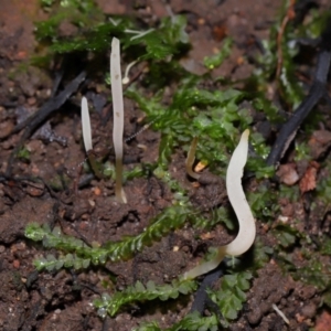 Clavaria redoleoalii at ANBG - 19 Jun 2024 12:46 PM