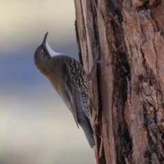 Cormobates leucophaea (White-throated Treecreeper) at Tidbinbilla Nature Reserve - 18 Jun 2024 by RodDeb