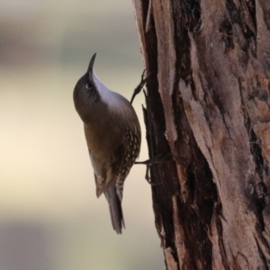 Cormobates leucophaea at Tidbinbilla Nature Reserve - 18 Jun 2024