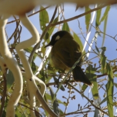 Nesoptilotis leucotis (White-eared Honeyeater) at Tidbinbilla Nature Reserve - 18 Jun 2024 by RodDeb